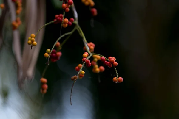 Fiji Fan Palm seeds on a branch. — Stock Photo, Image