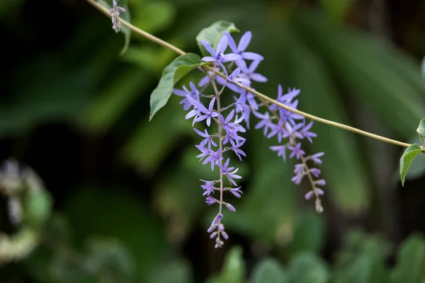 Fialové květy Petrea na stromě. — Stock fotografie