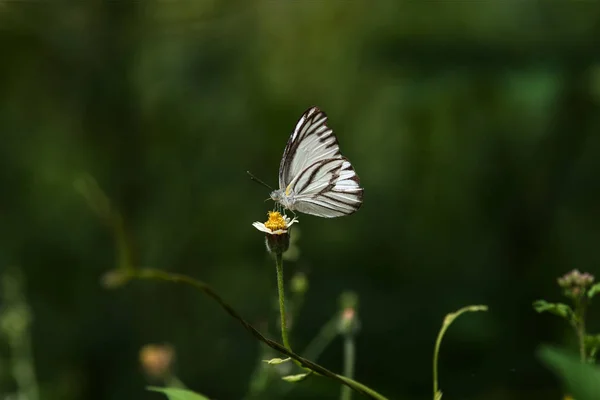 Λευκή πεταλούδα στο λουλούδι γρασίδι. — Φωτογραφία Αρχείου