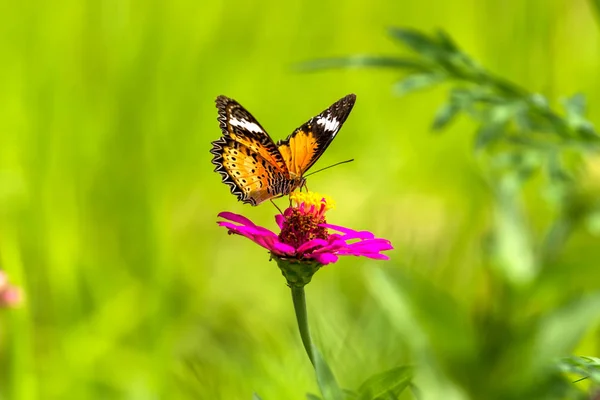 Borboleta de laranja em flor — Fotografia de Stock