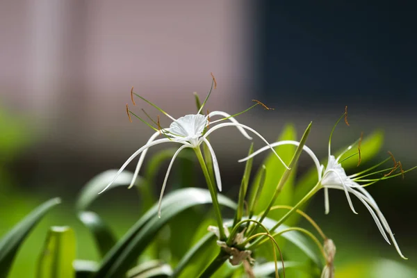 Bílý květ rostliny Crinum Lily. — Stock fotografie