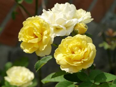 Gül çiçek kadar kapatın.