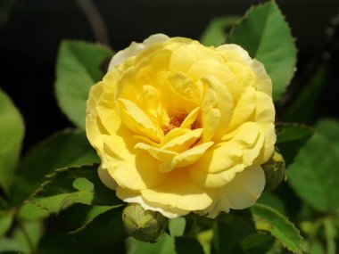 Gül çiçek kadar kapatın.