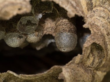 Kağıt eşekarısı yuvası içinde yumurta ile