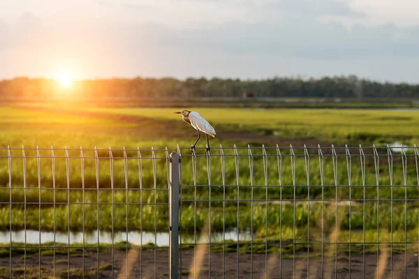 Seidenreiher hockt auf Zaun — Stockfoto