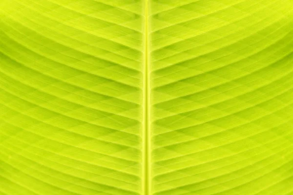 Zielona linia tło banana Leaf. — Zdjęcie stockowe