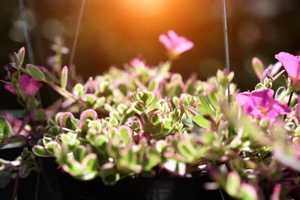 Маленький цветок Хогвида в горшке с солнцем . — стоковое фото