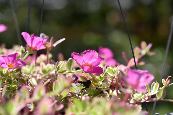 Pequeña flor de algodoncillo en la olla con sunligh . — Foto de Stock