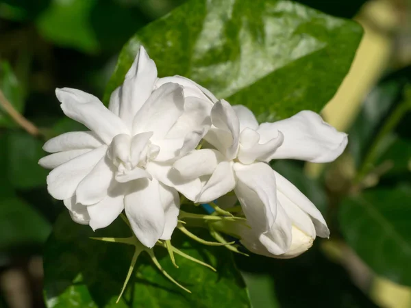 Branco de jasmim flor . — Fotografia de Stock