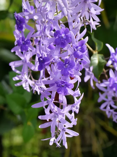 Violet Petrea bloemen op boom. — Stockfoto