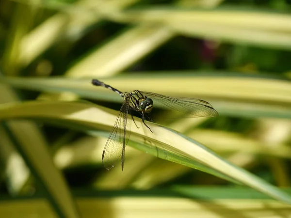 一片叶子上的孤独蜻蜓 — 图库照片