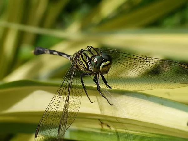 Einsame Libelle auf einem Blatt — Stockfoto