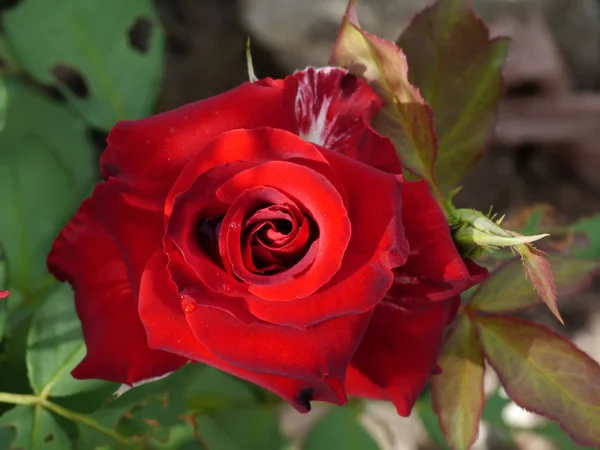 Detail květu růže. — Stock fotografie