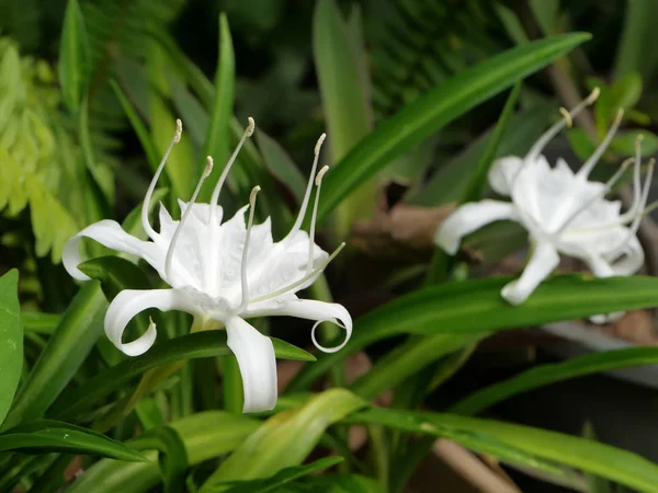 A flor branca de Pancratium zeylanicum . — Fotografia de Stock