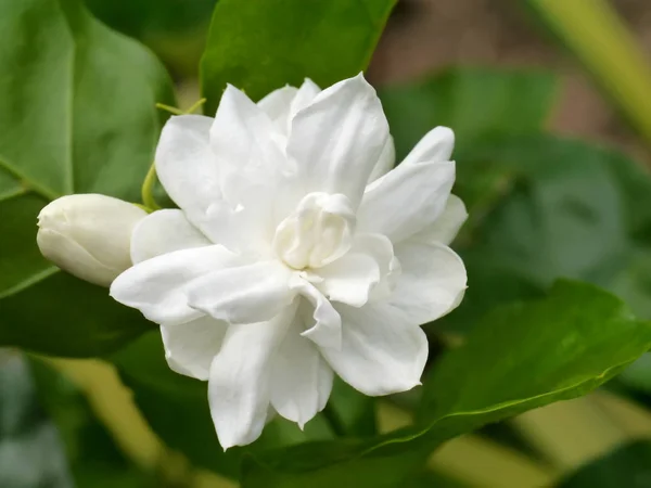 Witte jasmijn bloem. — Stockfoto