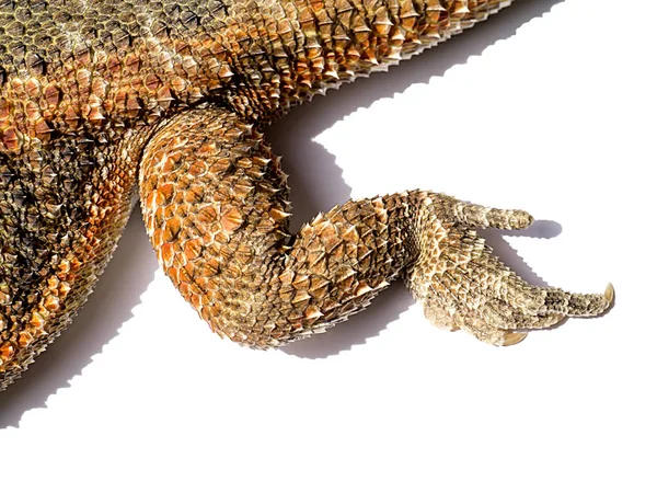 Detail nohy Bearded Dragon — Stock fotografie