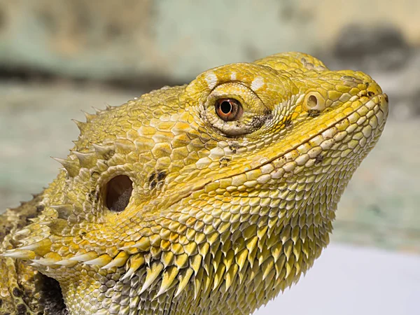 Szczelnie-do góry obraz Bearded Dragon szuka — Zdjęcie stockowe