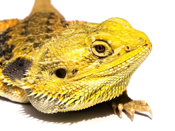 Imagem de close-up de Dragão Barbudo olhando — Fotografia de Stock