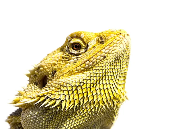 Close-up image of Bearded Dragon looking — Stock Photo, Image