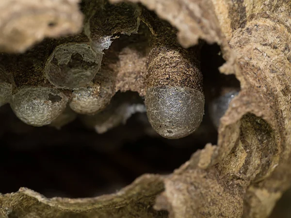 Kağıt eşekarısı yuvası içinde yumurta ile