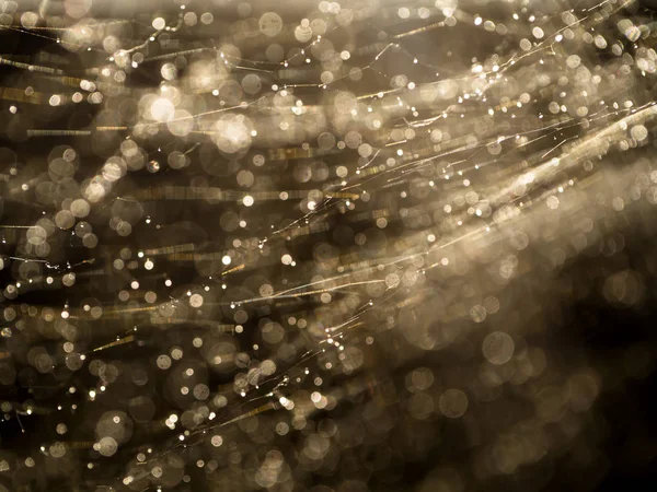 Spinnennetz im Dunkeln mit Bokeh-Licht. — Stockfoto