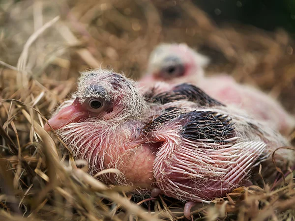 Close up baby bird of white Spotted Dove. — Stock Photo, Image