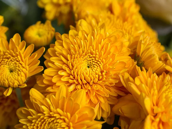 Close-up van gouden chrysant bloem. — Stockfoto