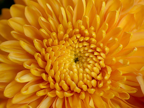 Gros plan or Chrysanthème fleur . — Photo