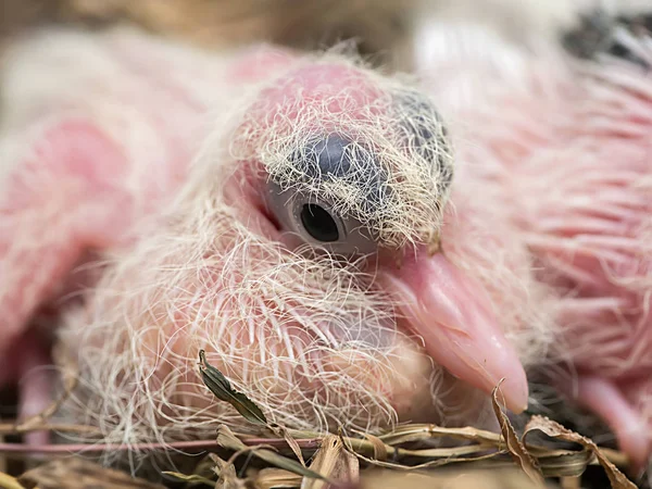Close up baby bird of white Spotted Dove. — Stock Photo, Image