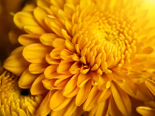 Close-up van gouden chrysant bloem. — Stockfoto