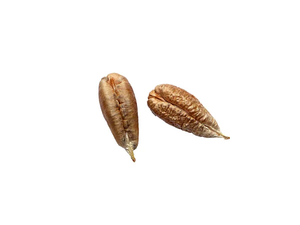Close up a seed of date palm. — Stock Photo, Image