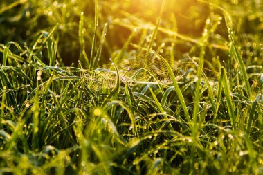 çiğ pirinç yaprak üzerinde damla