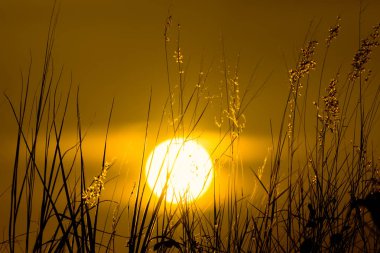 Yaz çimen çiçek gölgesi