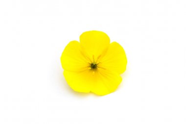 Şeytan'ın Thorn sarı çiçek