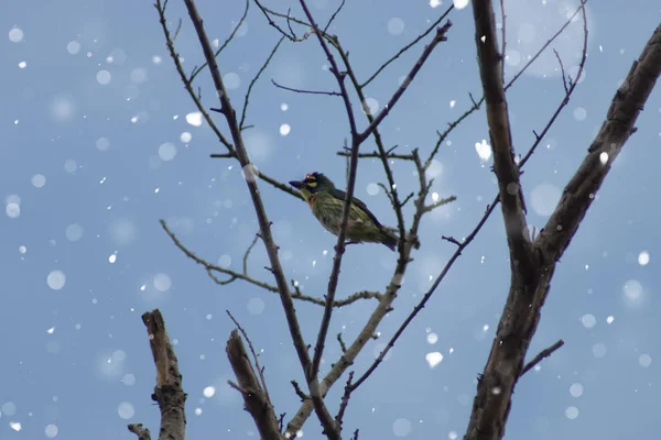 Kupferschmied barbet Vogel auf Ast. — Stockfoto