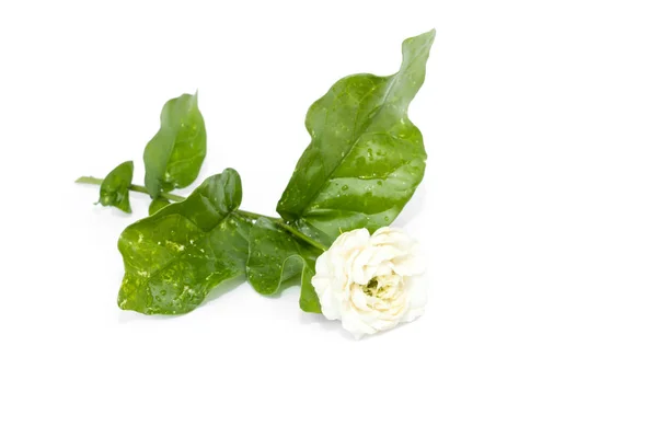 Flor de jazmín con hoja — Foto de Stock