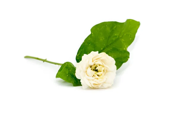 Jasmin kwiat z liści — Zdjęcie stockowe