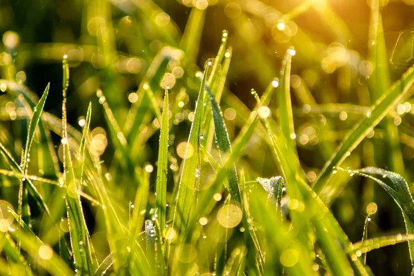 Drop dew on rice leaf — Stock Photo, Image