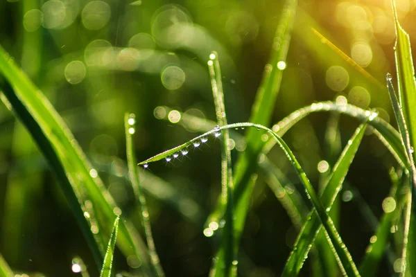 çiğ pirinç yaprak üzerinde damla