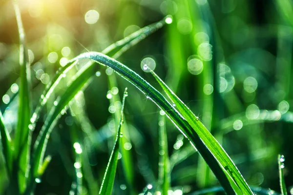 Goutte de rosée sur la feuille de riz — Photo