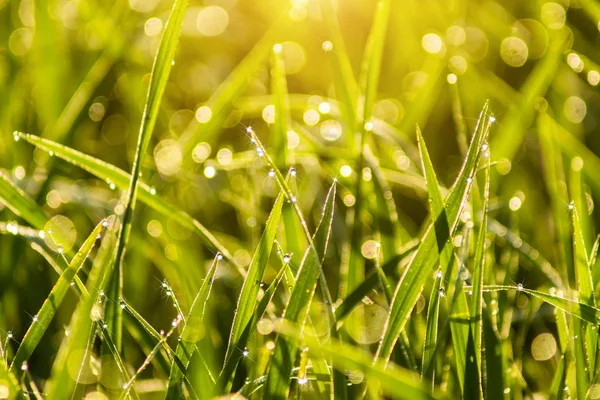 çiğ pirinç yaprak üzerinde damla