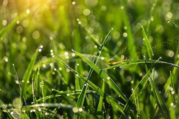 Daling van de dauw op rijst blad — Stockfoto