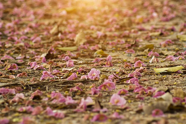 Розовый цветок трубы на земле . — стоковое фото