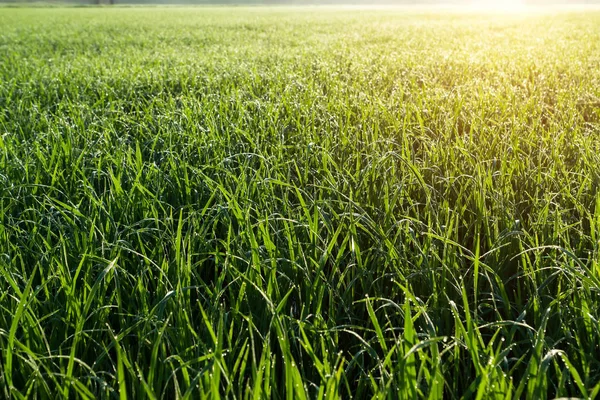 çiğ pirinç yaprak üzerinde damla