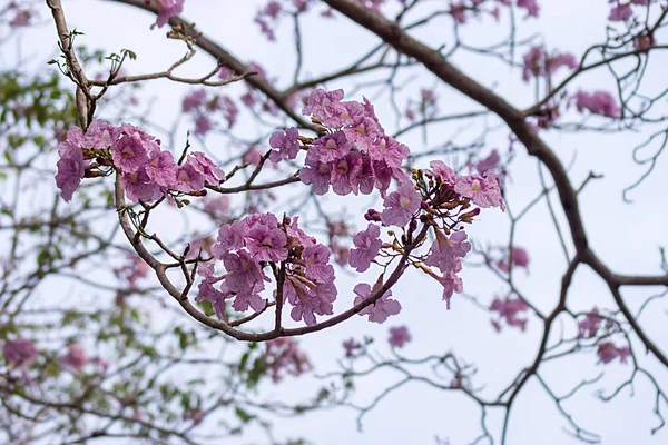 Pembe trompet çiçek şube.