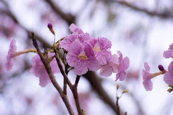 枝にピンクのトランペットの花. — ストック写真