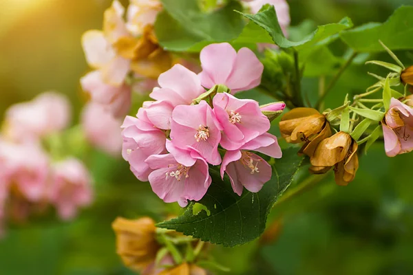 Pink flower of dombeya tree. — Stock Photo, Image