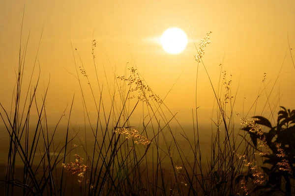 Sombra de hierba de flores en el verano — Foto de Stock