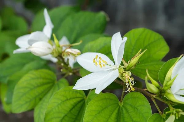 Witte besneeuwde orchideebloem. — Stockfoto