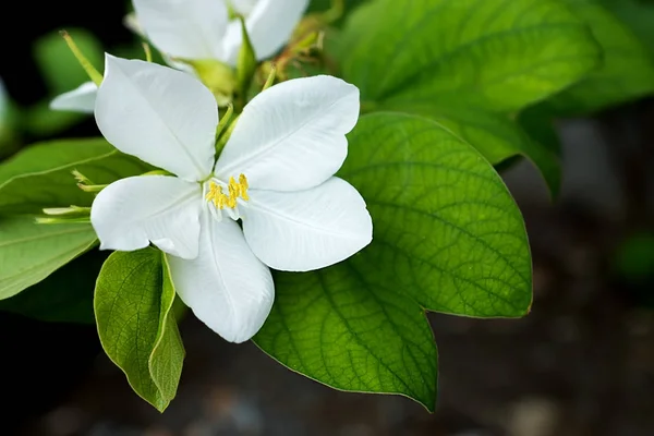Beyaz karlı orkide çiçek. — Stok fotoğraf